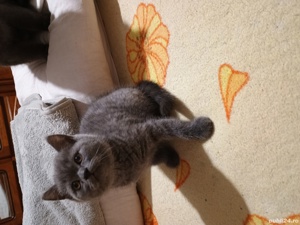 Pisoi de rasa Sorthair - imagine 2