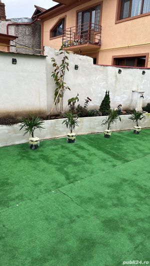 Palmier trachycarpus fortunei.