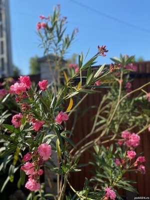 Doi leandri alb si roz