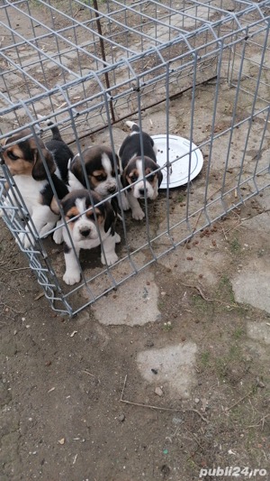 Pui beagle tricolor cu garantie 
