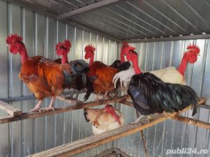 cocosi gat golas de Transilvania - imagine 2 cocosi gat golas de Transilvania - imagine 2