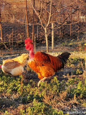 cocosi gat golas de Transilvania - imagine 3 cocosi gat golas de Transilvania - imagine 3