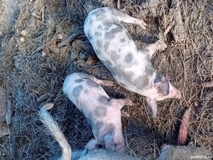 Purcelusi rasa de carne la 10 saptamani - imagine 5