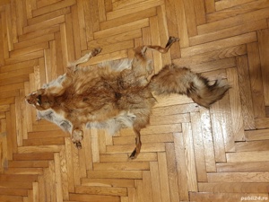 vand  15 bucati piei de vulpe