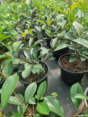 Photinia Red Robin - imagine 5
