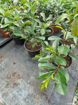 Photinia Red Robin - imagine 3