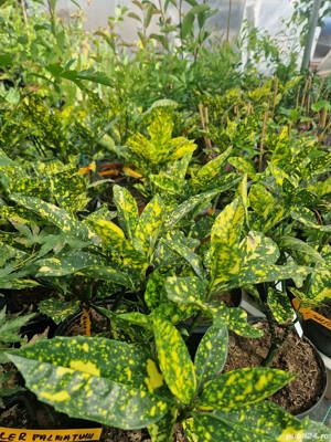 Aucuba Japonica Crotonifolia