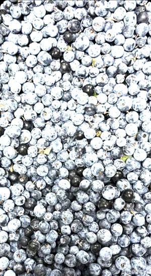 porumbele fructe de pădure