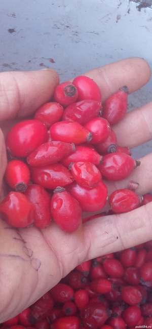 măceșe fructe de pădure