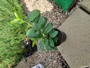 Prunus Laurocerasus "Novita"