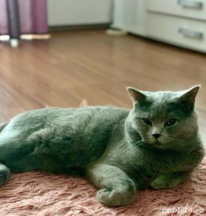 Motan British Shorthair 