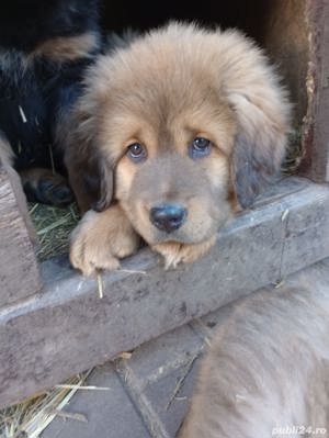 Mastiff tibetan 