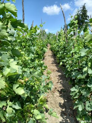 Vin demisec soiuri nobile