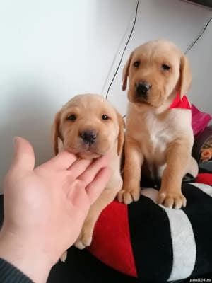 Labrador retriever golden puiuți transport gratuit 