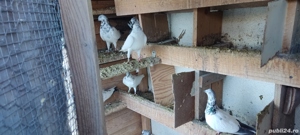 porumbei zburători de budapesta - imagine 2