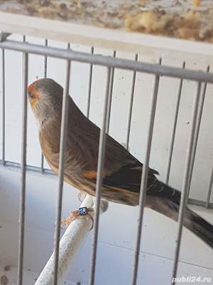 vând hibrizi sticlete si scatiu - imagine 4 vând hibrizi sticlete si scatiu - imagine 4