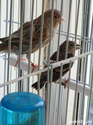 vând hibrizi sticlete si scatiu - imagine 3 vând hibrizi sticlete si scatiu - imagine 3