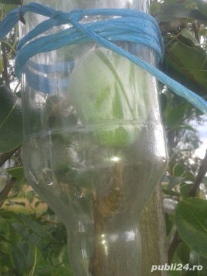 Sticla cu para wiliams - imagine 2