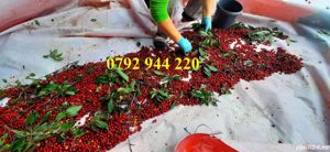 Palinca de:pere,mere,prune,caise,cirese,cirese amare,gutui,capsuni, - imagine 2