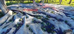 Palinca de:pere,mere,prune,caise,cirese,cirese amare,gutui,capsuni, - imagine 4