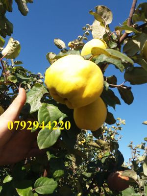 Palinca de:pere,mere,prune,caise,cirese,cirese amare,gutui,capsuni, - imagine 9