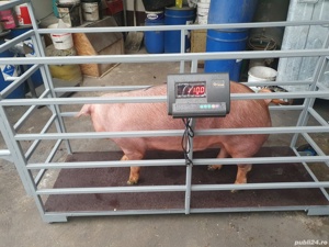 Cantar pentru animale  - imagine 6