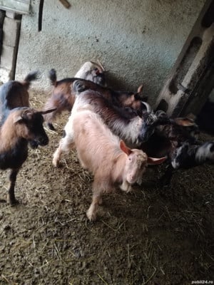 Am nevoie de un om responsabil .