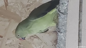 Micul  Alexandru.Nimfe Perusi.Agapornisi. - imagine 2