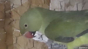 Perusi.nimfe papagali agapornis.  - imagine 4