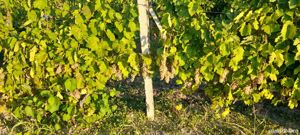 Vin alb demisec Riesling - Pietroasele Buzau - imagine 3