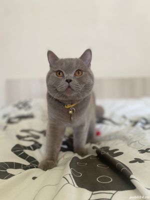 Pui British Shorthair Lilac - imagine 6 Pui British Shorthair Lilac - imagine 6