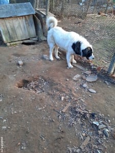 vind urgent cani cibanesc de bucovina original mascull 2 ani si 7 luni toate vaccinările  la zi - imagine 3