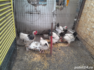 Cocosi crescuti la curte - imagine 2 Cocosi crescuti la curte - imagine 2