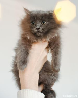 Angora Turceasca gri