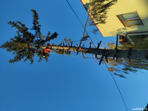 Toaletare  si taiere copaci.Lucru la inălțime Constanta  - imagine 3