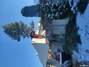 Toaletare  si taiere copaci.Lucru la inălțime Constanta  - imagine 4