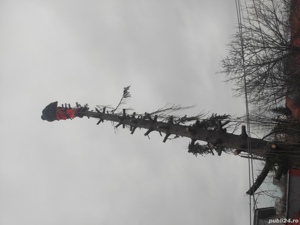Toaletare  si taiere copaci.Lucru la inălțime Constanta  - imagine 9