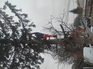 Toaletare  si taiere copaci.Lucru la inălțime Constanta  - imagine 8