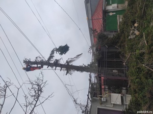 Toaletare  si taiere copaci.Lucru la inălțime Constanta  - imagine 10