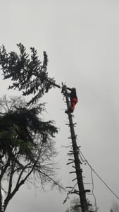 Toaletare  si taiere copaci.Lucru la inălțime Constanta 