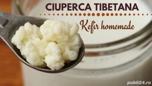 Ciupercă Tibetană de chefir 