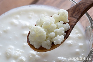 Ciupercă Tibetană de chefir  - imagine 4