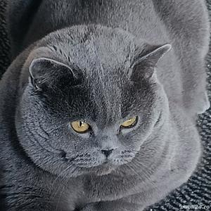 Motan british shorthair blue 