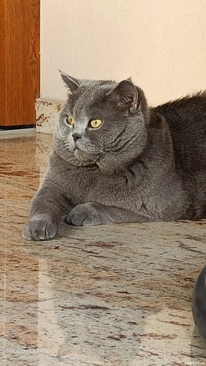 Motan british shorthair blue  - imagine 4