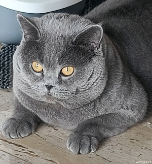 Motan british shorthair blue  - imagine 5