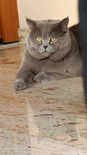 Motan british shorthair blue  - imagine 2