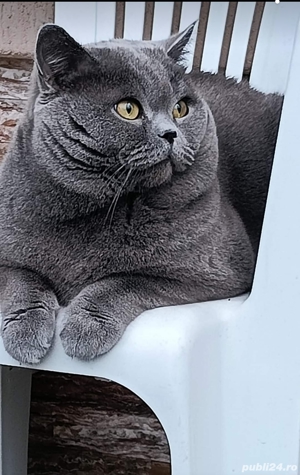 Motan british shorthair blue  - imagine 6