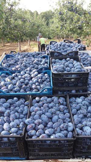 Vand tuica si palinca - imagine 2