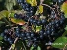 Butași de aronia, goji, afin canadian, mur, anul 3