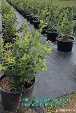 Afini de cultura la ghivece mari 40-65-90 L - imagine 6